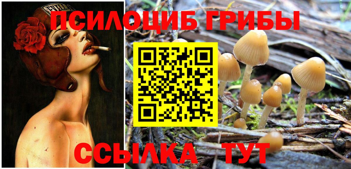 Волгоград  Псилоцибиновые грибы Psilocybe  Вход с VPN 